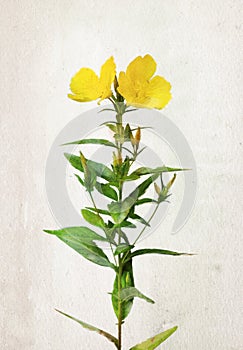 Watercolor Oenothera biennis flowers photo