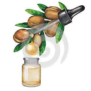Watercolor oil drop dripping from the argan plant into the small glass bottle