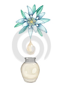 Watercolor oil drop dripping from the edelweiss plant inside the glass bottle