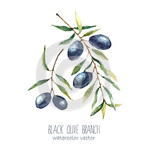 Watercolor olive branch background.