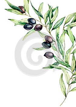 Watercolor olive branch card with black olives, leaves. Hand painted floral illustration isolated on white background