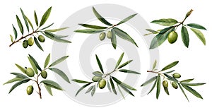 Watercolor olive branch . Generative Ai