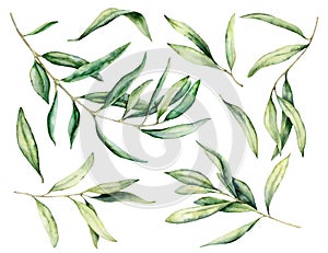 Watercolor olive branch and leaves set. Hand painted floral illustration isolated on white background for design, print