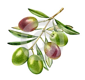 Watercolor olive branch. Ripe green and purple fruits with leaves. Realistic botanical painting with fresh olives. Hand