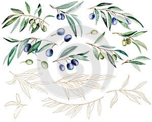 Watercolor olive branches with fruits and green leaves with golden outlines illustration set