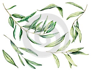 Watercolor olive leaves and branch set. Hand painted floral illustration isolated on white background for design, print