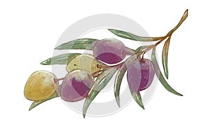Watercolor olive tree branch. Branch with ripe green and black olives. Hand painted floral illustration isolated on