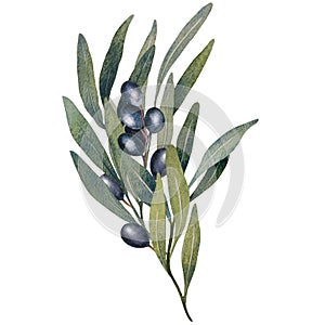 Watercolor olive tree branch with leaves and Black olives fruit isolated on white background. Hand painted floral
