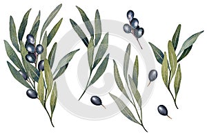 Watercolor olive tree branch with leaves and Black olives fruit isolated on white background. Hand painted floral set of