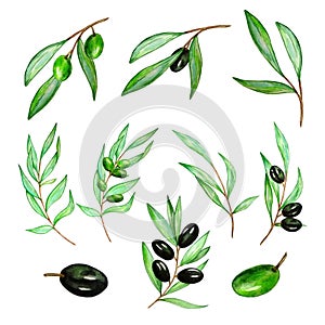 Watercolor olive tree branch with leaves and olives