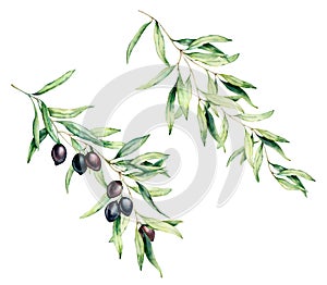 Watercolor olive tree branch set with black olives and leaves. Hand painted floral illustration isolated on white