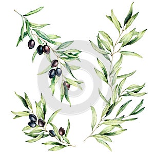 Watercolor olive tree branch set with leaves and black olives. Hand painted floral illustration isolated on white