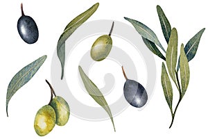 Watercolor olive tree leaves, branch, green and black olives fruit isolated on white background. Hand painted floral