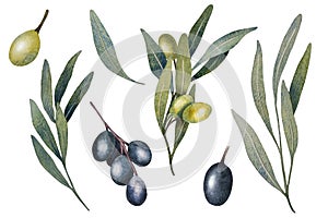 Watercolor olive tree leaves, branch, green and black olives fruit isolated on white background. Hand painted floral