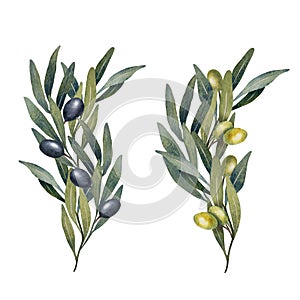 Watercolor olive tree leaves, branch, green and black olives fruit isolated on white background. Hand painted floral