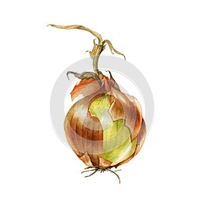 Watercolor onion. Hand drawn botanical illustration. photo