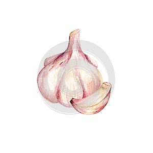 Watercolor garlic and garlic piece composition on white background for design photo