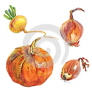 Watercolor onion, pumpkin, turnip