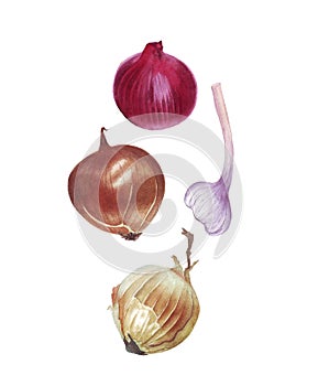 Watercolor onions and garlic on white background