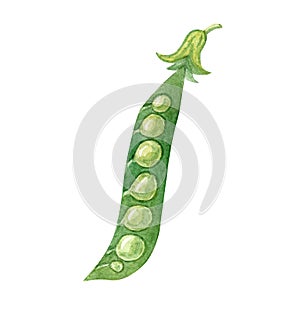 Watercolor open green pea pod isolated on white background