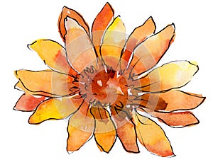 Watercolor orange african daisy flower. Floral botanical flower. Isolated illustration element.