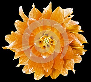 Watercolor orange  dahlia.  flower  on black isolated background with clipping path. Closeup. Flower on a green stem.