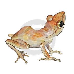 Watercolor orange frog illustration. Hand drawn wild small forest amphibian. Isolated on white background