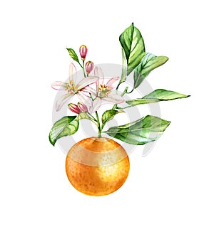 Watercolor Orange fruit. Tree branch with flowers leaves. Realistic botanical floral composition: blooming citrus