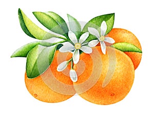 Watercolor orange fruits on a branch with green leaves