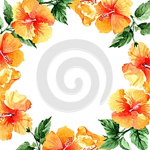 Watercolor orange naranja hibiscus flowers. Floral botanical flower. Frame border ornament square.