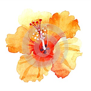 Watercolor orange naranja hibiscus flowers. Floral botanical flower. Isolated illustration element.