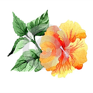 Watercolor orange naranja hibiscus flowers. Floral botanical flower. Isolated illustration element.