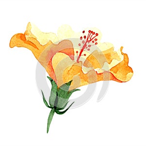 Watercolor orange naranja hibiscus flowers. Floral botanical flower. Isolated illustration element.