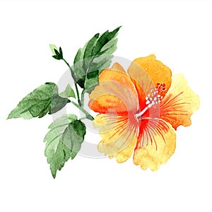 Watercolor orange naranja hibiscus flowers. Floral botanical flower. Isolated illustration element.