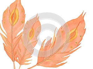 Watercolor orange Phoenix Feathers, hand painted phoenix Feathers