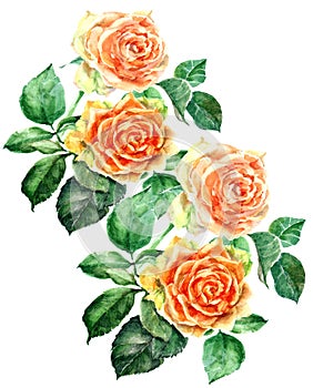 Watercolor orange rose bouquet. Floral illustration. White background.