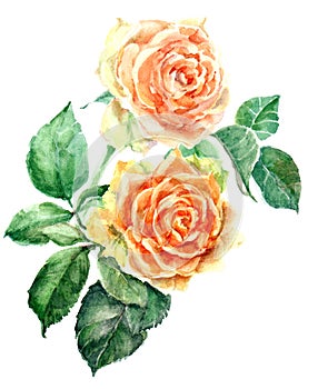 Watercolor orange rose with leaves. Floral illustration. White background.