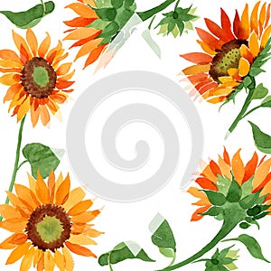 Watercolor orange sunflower flower. Floral botanical flower. Frame border ornament square.