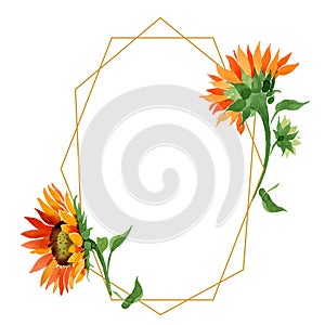 Watercolor orange sunflower flower. Floral botanical flower. Frame border ornament square.