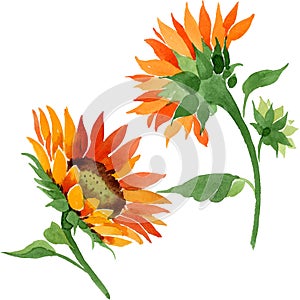 Watercolor orange sunflower flower. Floral botanical flower. Isolated illustration element.