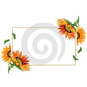 Watercolor orange sunflower flower. Floral botanical flower. Frame border ornament square.