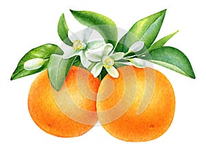 Watercolor oranges on a branch with green leaves