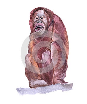 Watercolor  orangutan animal