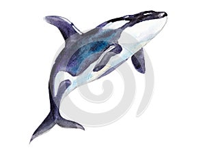 Watercolor orca, hand-drawn illustration isolated on white.