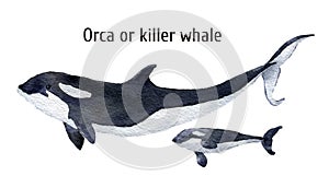 Watercolor orca whale. Killer whale isolated on white background. For design, prints, background, t-shirt