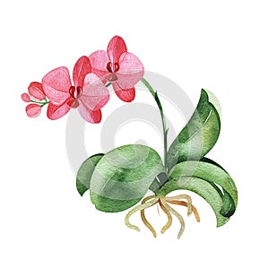 Watercolor orchid. Botanical illustration