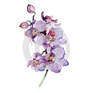 Watercolor orchid bouquet