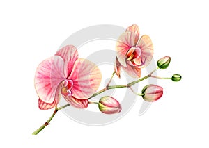 Watercolor Orchid. Branch with big flowers and buds. Colourful tropical plant in pink and orange isolated on white