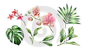 Watercolor Orchid plant set. Big pink flowers, palm, monstera leaves. Hand painted floral tropical collection. Botanical photo