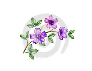 Watercolor Orchid. Small purple flower and leaves on the branch. Colourful tropical plant in bloom isolated on white